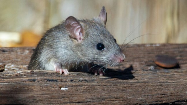 Plaga de ratones afecta al casino de gendarmes de la cárcel de Valparaíso